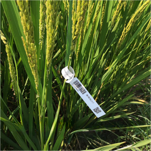 ป้ายแขวนพลาสติกกันน้ำ ทนรังสียูวี พิมพ์ด้วยเลเซอร์ได้ สำหรับติดต้นไม้ ใช้สำหรับผลไม้และเมล็ดพันธุ์ - Product Image 6