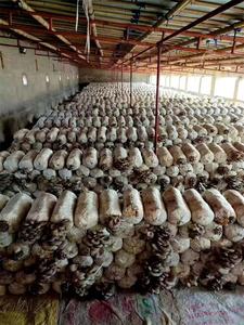 Dubbele Deur Retort Paddestoel Sterilisator Autoclaaf Sterilisator Voor Spawn Zakken - Product Image 2