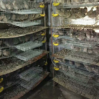 Cage d'élevage de caille avec abreuvoir automatique à mamelon, capacité de 6 couches 360