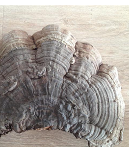 Healthy <strong>Ganoderma</strong> Applanatum Tea High Quality <strong>Lingzhi</strong> - Product Image 6