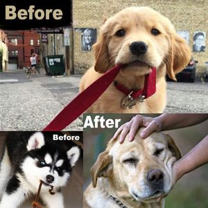 <span class=keywords><strong>Collar</strong></span> de entrenamiento de perro ajustable con puntas para perro, <span class=keywords><strong>Collar</strong></span> de estrangulación para mascotas con puntas de goma cómodas