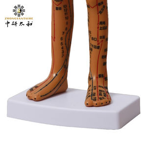 Modelo humano de punto de enseñanza de acupuntura - Product Image 3