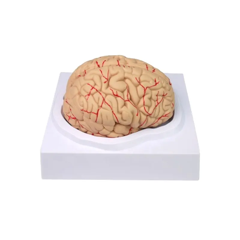 Pvc Levensgrote Afneembare 8 Onderdelen Human Brain Anatomisch Model, Maqueta Carebro