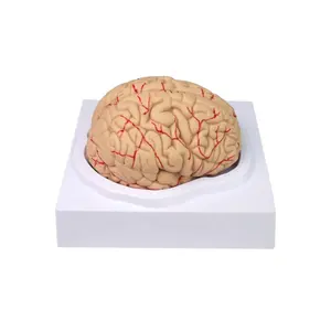 PVC Life Size Detachable 8 Parts Human Brain Anatomical Model, Maqueta Carebro