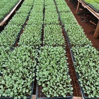 Plateau à semis personnalisé 72 cellules en plastique PS, pots à semis pour fleurs, pot de pépinière pour plantes