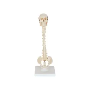 50101.0.5带颅骨的人类脊柱