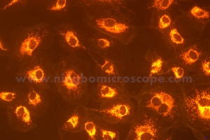 Caméra de <span class=keywords><strong>microscope</strong></span> USB3.0 haute sensibilité 6.3MP champ sombre