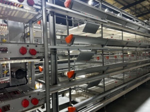<span class=keywords><strong>Diferentes</strong></span> Tipos <span class=keywords><strong>de</strong></span> Jaulas para <span class=keywords><strong>Gallinas</strong></span> Ponedoras en Venta - Product Image 6