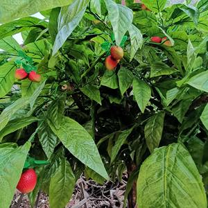 بيع بالجملة شجرة برتقال بلاستيكية ديكور نبات صناعي للاستخدام الداخلي والخارجي - Product Image 4