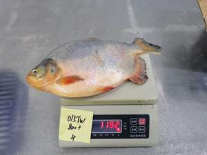 Pomfret vermelho inteiro redondo frutos do mar secos estilo natureza da <span class=keywords><strong>China</strong></span> Preservado Red Pacu Wr Pacu Pomfret - Product Image 2