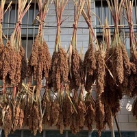 Vente en gros d'arrangements floraux pour la décoration de fête Sésame Orge Sorgho Fleurs sèches pour l'obtention du diplôme Saint Valentin Coton