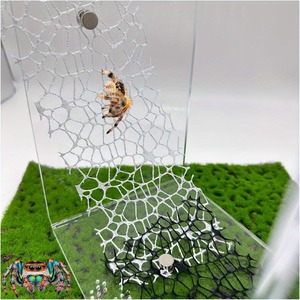 Réduit d'élevage pour araignées sauteuses et tarinopes en maille grimpante, 2 vertes, 2 noires, avec 12 fermoirs magnétiques, accessoires de <span class=keywords><strong>habitat</strong></span> pour insectes, décor de terrarium - Product Image 1