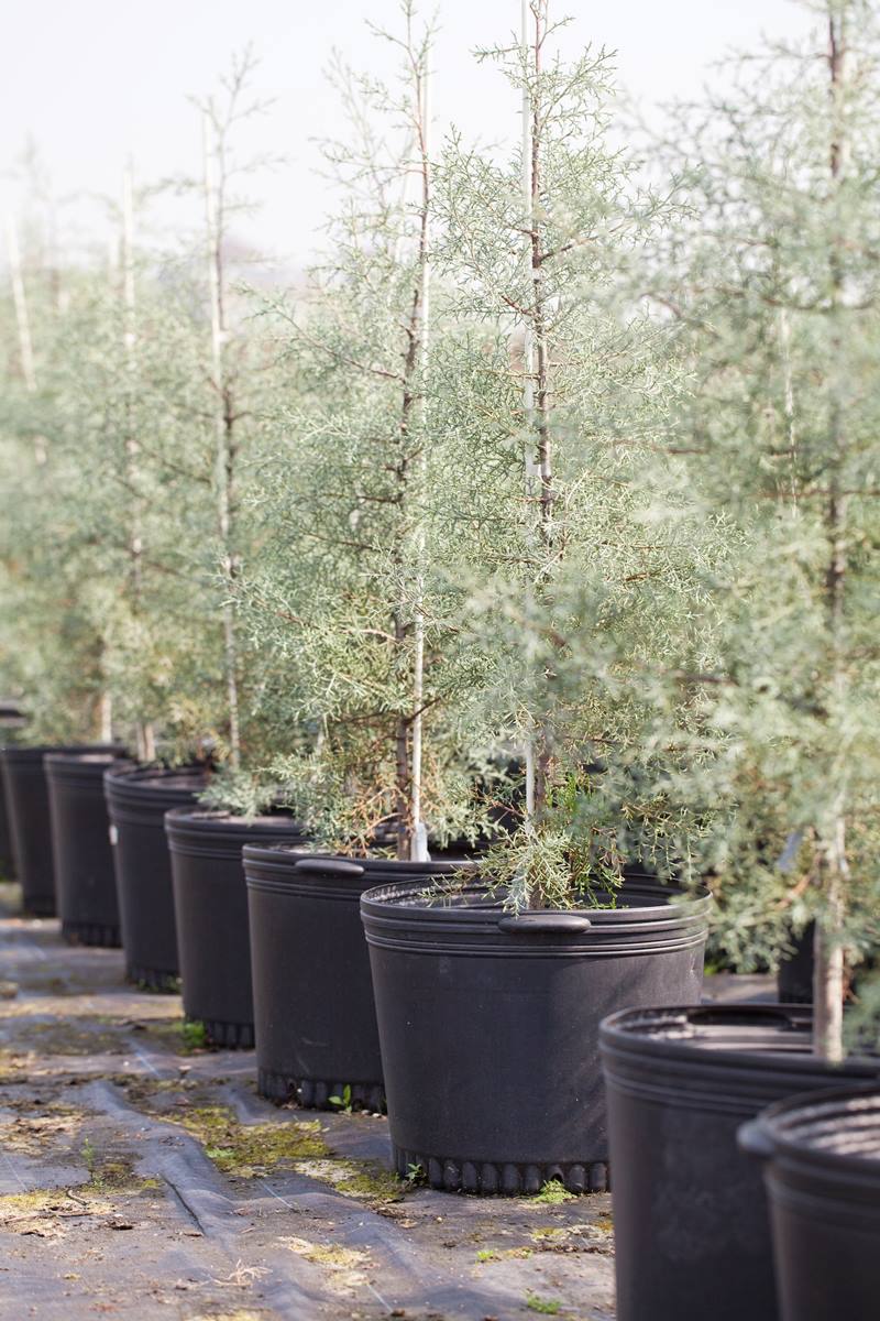 blueberries nursery pots