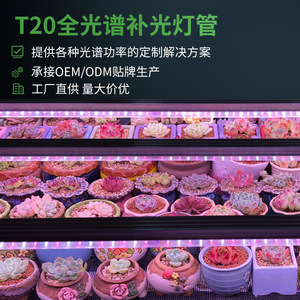 Tube LED T20 pour la croissance des plantes, IP54, pour la coloration des fleurs, UV, supplémentaire pour les succulentes, hydroponique, serre, spectre complet, tube en aluminium - Product Image 4