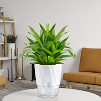 Pot de fleurs hydroponique blanc transparent jardinière en pot bonsaï auto-arrosant pour jardinage à la maison paquet de 1