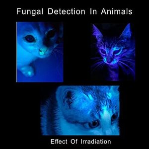 <span class=keywords><strong>UV</strong></span> đen ánh sáng mini tia cực tím Bút đèn 365nm 395nm cho khách sạn kiểm tra Pet nước tiểu giường Bug Bọ Cạp & vết nhuộm phát hiện - Product Image 4