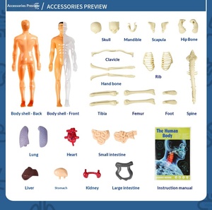 Jouet éducatif en plastique pour enfants, puzzle cognitif STEM, assemblage d'organes et d'os, modèle du <span class=keywords><strong>corps</strong></span> <span class=keywords><strong>humain</strong></span> pour 0-3 mois - Product Image 6