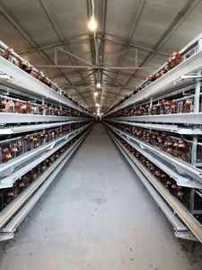 35000 cages en batterie de type H pour <span class=keywords><strong>poules</strong></span> pondeuses, équipement avicole automatique - Product Image 6