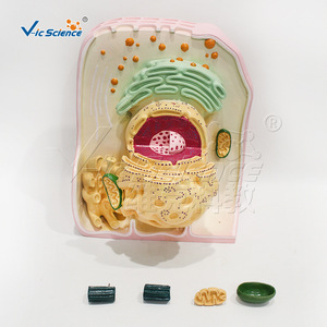 VIC036 แบบจำลองโครงสร้างเซลล์สามมิติแบบอัลตร้าไมโคร: สื่อการสอนสำหรับการสาธิตโครงสร้างอวัยวะในวิชาชีววิทยา - Product Image 4
