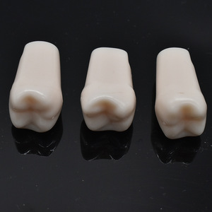 Modelo de Dientes Dentales de Práctica para Enseñanza en Odontología, 32 Piezas, Dientes Falsos de Reemplazo - Product Image 3