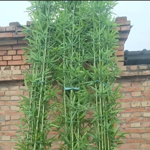 Planta Artificial <span class=keywords><strong>de</strong></span> Bambú <span class=keywords><strong>de</strong></span> 120-300 cm <span class=keywords><strong>para</strong></span> Decoración del Hogar, Planta Artificial <span class=keywords><strong>de</strong></span> Bambú <span class=keywords><strong>de</strong></span> un Solo Tronco en Maceta Grande <span class=keywords><strong>de</strong></span> Plástico <span class=keywords><strong>para</strong></span> Interiores - Product Image 1