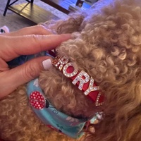 Charme de lettre ébloui personnalisé et couleur collier pour animaux de compagnie femelle accessoires pour animaux de compagnie en gros collier de chien en cuir de luxe en Pvc Bling avec strass