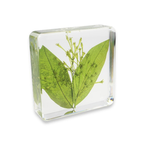 Prensapapeles de Resina con Flores Botánicas, Moldes de Resina para Plantas y Flores, Resina de Silicona y PVC en Venta - Product Image 6