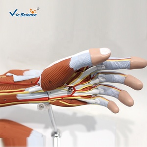 דגם אנטומי של 7 חלקים של שרירים, דגם אנטומי של שרירי הזרוע עבור מדעי הרפואה - Product Image 4