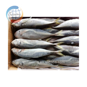 Peixe Scad De Cavala De Cavalo Congelado Do Mar 23CM + Trachurus Trachurus Produto De Peixe De Qualidade Premium - Product Image 6