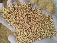 Graines de millet jaune d'origine chinoise, ingrédient d'alimentation pour volailles riche en protéines