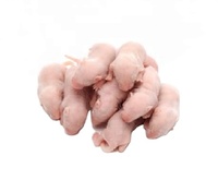 1-3g de souris roses congelées nutritives pour animaux de compagnie, serpents, lézards, grenouilles, tortues, crocodiles, renards, faucons, scinques, araignées, chats, etc.