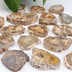 Natural Wood Fossil Slice Polished Wooden Petrified Fossil Pieces