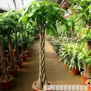 Planta de Dinheiro em Vaso Grande para Interiores, Vendida com Sucesso, Planta Trançada de Um Só Caule para Sala de Estar e Escritório - Product Image 2