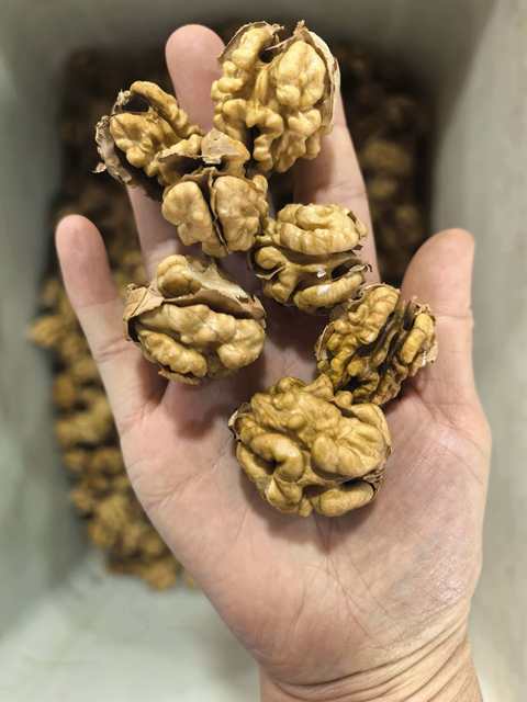 Walnut, Walnut Kernel
