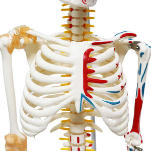 Halbmuskel-Halbband-Skelett modell FRT011 Hängendes menschliches Skelett modell Medizinisches Anatomie-Wirbelsäulen nerven wurzel modell - Product Image 4