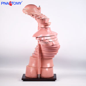 Model anatomi Torso cakram 24 lapisan ukuran hidup Model anatomi manusia Model otot dan saraf otak - Product Image 2