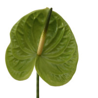 Bahan Bunga Hias Anthurium Cocok untuk Berbagai Festival, Bola Bunga Merah Burgundy Putih untuk Dekorasi Tengah Meja
