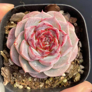 <span class=keywords><strong>Suculentas</strong></span> Echeveria 'Velvet' para Decoración del Hogar <span class=keywords><strong>y</strong></span> Absorción de Formaldehído - Product Image 4