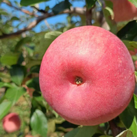 Chinese verse rode Fuji Gala groene gele Huaniu appels, hoge kwaliteit appels groothandel Manzana Pomme Apel Segar Ringo aanbieding