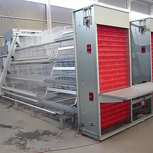Jaula para Gallinas Ponedoras Tipo A con Recolección Automática de Huevos, Equipo de Avicultura, Jaulas de Batería para Gallinas Ponedoras, Venta en Argelia - Product Image 1