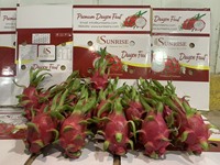 Ninh Thuan Dragon Fruit AA Kwaliteit Wit Vlees 100% Rijp Vers Export India Hongkong 50 Dagen Houdbaarheid Contact WHATSAPP 0084