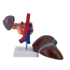 Modelo Anatómico de Hígado, Páncreas y Duodeno Humano Desmontable en 3 Partes con Estructura Vascular para Enseñanza Médica - Product Image 4