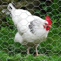 Grillage hexagonal d'acier inoxydable de cage de poulet hexagonale de haute qualité pour des pièges de poisson et de homard dans la pêche commerciale