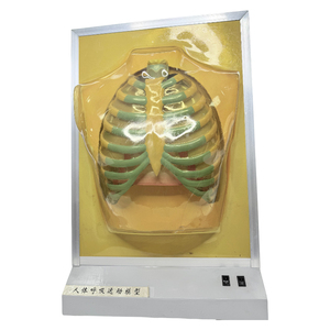 Mô hình hệ thống hô hấp điện của con người/Mô hình giải phẫu sinh học - Product Image 2