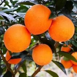 Aromatherapy विसारक नारंगी आवश्यक तेल कॉस्मेटिक सूप मोमबत्ती खुशबू मीठा ऑरेंज तेल