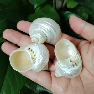 Eco-Friendly Silver Turbo Shells Polished Pearl Hermit <strong>Crabs</strong> <strong>Seashells</strong> for Fish for Tank Decorations and Party Venue - Product Image 4