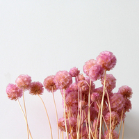 Bunga Scabiosa Kering Alami, Bunga Kincir Angin, Bunga Bintang Abadi, Buket Pernikahan, Dekorasi Rumah, Hari Valentine (Grosir)