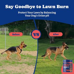 Masticabili Morbidi al Gusto di Manzo e Mirtillo Rosso per Cani - Senza Cereali, Biologici, ad Alto Contenuto Proteico, per la Salute del Tratto Urinario e della Vescica, per Evitare l'Ingestione di Erba - Product Image 5