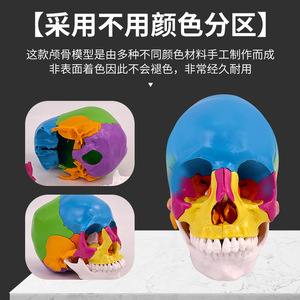 Modèle de crâne coloré et détachable avec 22 pièces démontables, adapté à l'enseignement médical. - Product Image 4