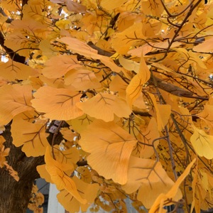 Árbol de <span class=keywords><strong>Ginkgo</strong></span> Artificial de La Fortuna dorada para interior y exterior, Hotel, centro comercial, decoración de escenario, venta de fábrica para uso en el jardín del hogar - Product Image 4